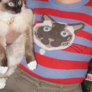Image of Brisket, Lost Cat