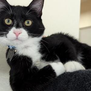 Image of Zion, Lost Cat
