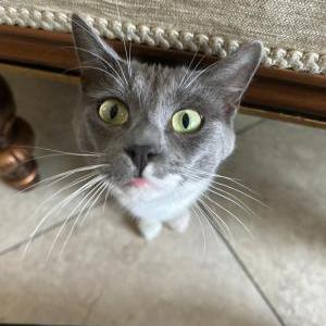 Image of shiba, Lost Cat