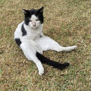Image of Wybie, Lost Cat
