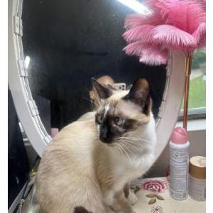 Image of Luna eclipse, Lost Cat