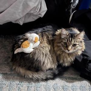 Image of Chewy, Lost Cat