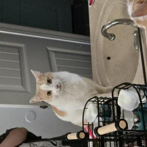 Lost Cat Flash