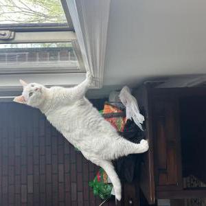 Image of Olaf, Lost Cat
