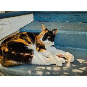 Image of Precious, Lost Cat