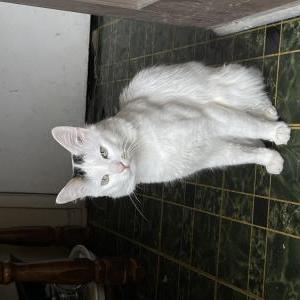 Image of Mino, Lost Cat