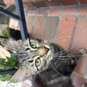 Image of Unknown, Found Cat