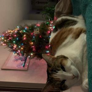 Image of Keeva, Lost Cat