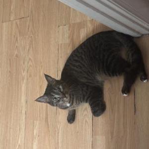 Image of Luna, Lost Cat