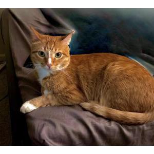 Image of Baba, Lost Cat