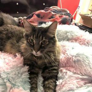 Image of Koko, Lost Cat