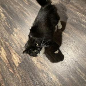 Image of Chonchito, Lost Cat