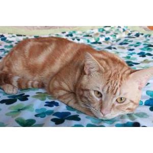 Lost Cat Ozzy