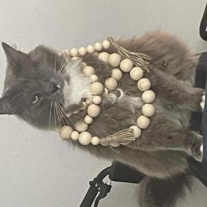Image of Kubo, Lost Cat