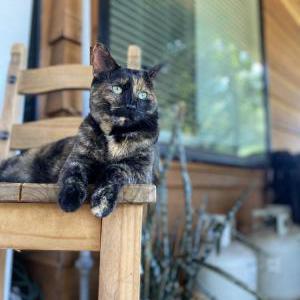 Image of Marble, Lost Cat