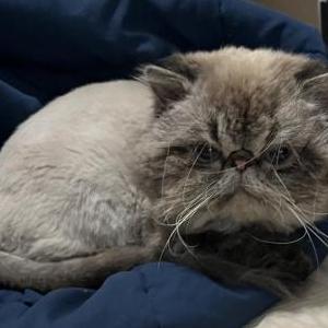 Image of Hissy, Lost Cat