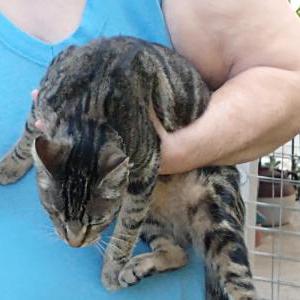 Found Cat Unknown