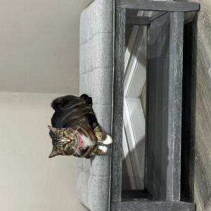 Image of Mazzy, Lost Cat