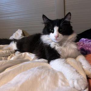Image of Sylvester, Lost Cat