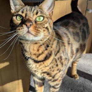 Image of Bastet, Lost Cat
