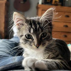 Image of Sparky, Lost Cat