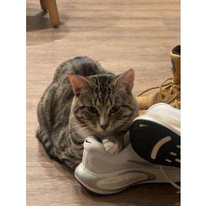 Image of Billy Ray Sockz, Lost Cat