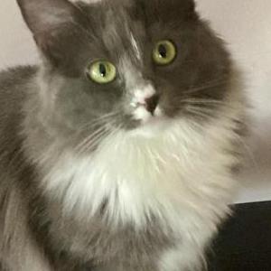 Image of Tutu, Lost Cat