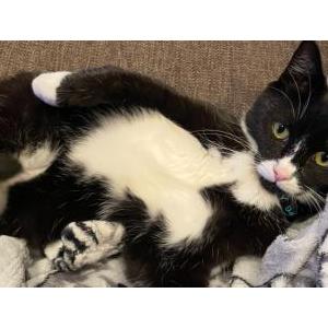 Lost Cat Ruby
