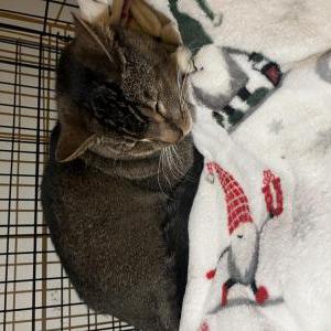 Found Cat Unknown