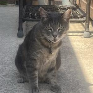 Lost Cat Norman