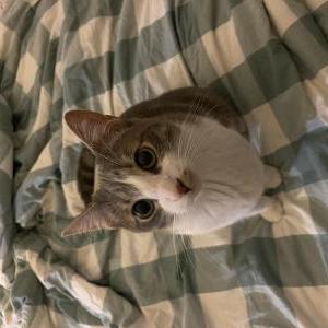 Lost Cat Wybie