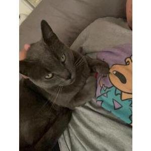 Lost Cat Goliath