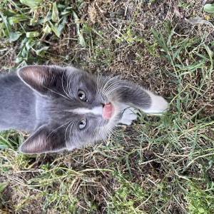Lost Cat Unknown