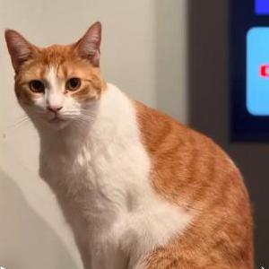 Lost Cat Murphy