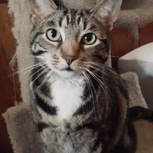 Lost Cat Lucy