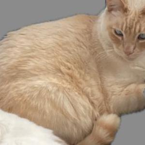 Image of Casper, Lost Cat