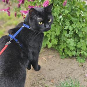 Image of Kodak, Lost Cat