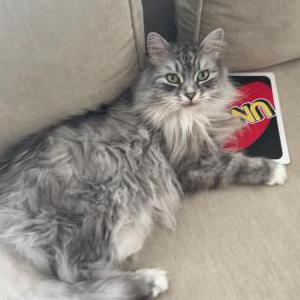Lost Cat Lola