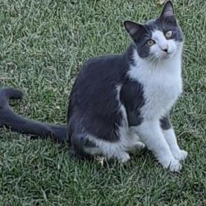 Lost Cat Sky