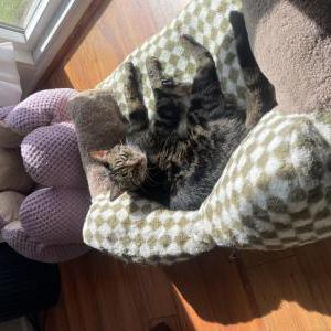Lost Cat Buscemi
