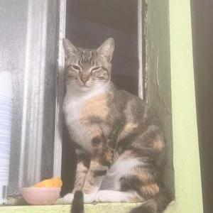 Image of pepper, Lost Cat