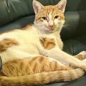 Image of Loki, Lost Cat