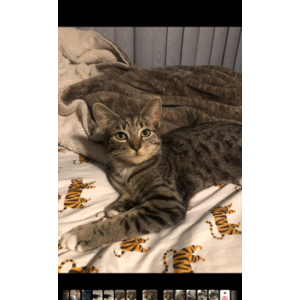 Image of Cocoa Bean, Lost Cat