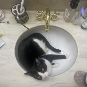 Lost Cat Neo