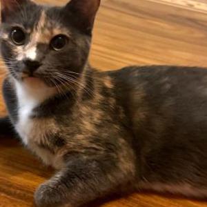 Image of Scarlett, Lost Cat