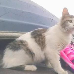 Image of Clyde, Lost Cat