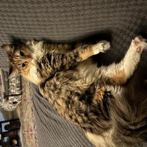Image of Cinnabon, Lost Cat