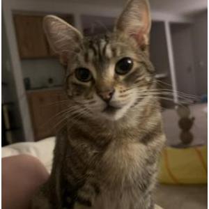 Image of Mitski, Lost Cat