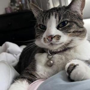 Image of UNA, Lost Cat