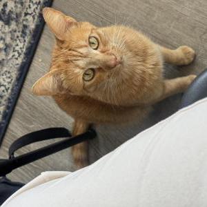 Image of Simba, Lost Cat